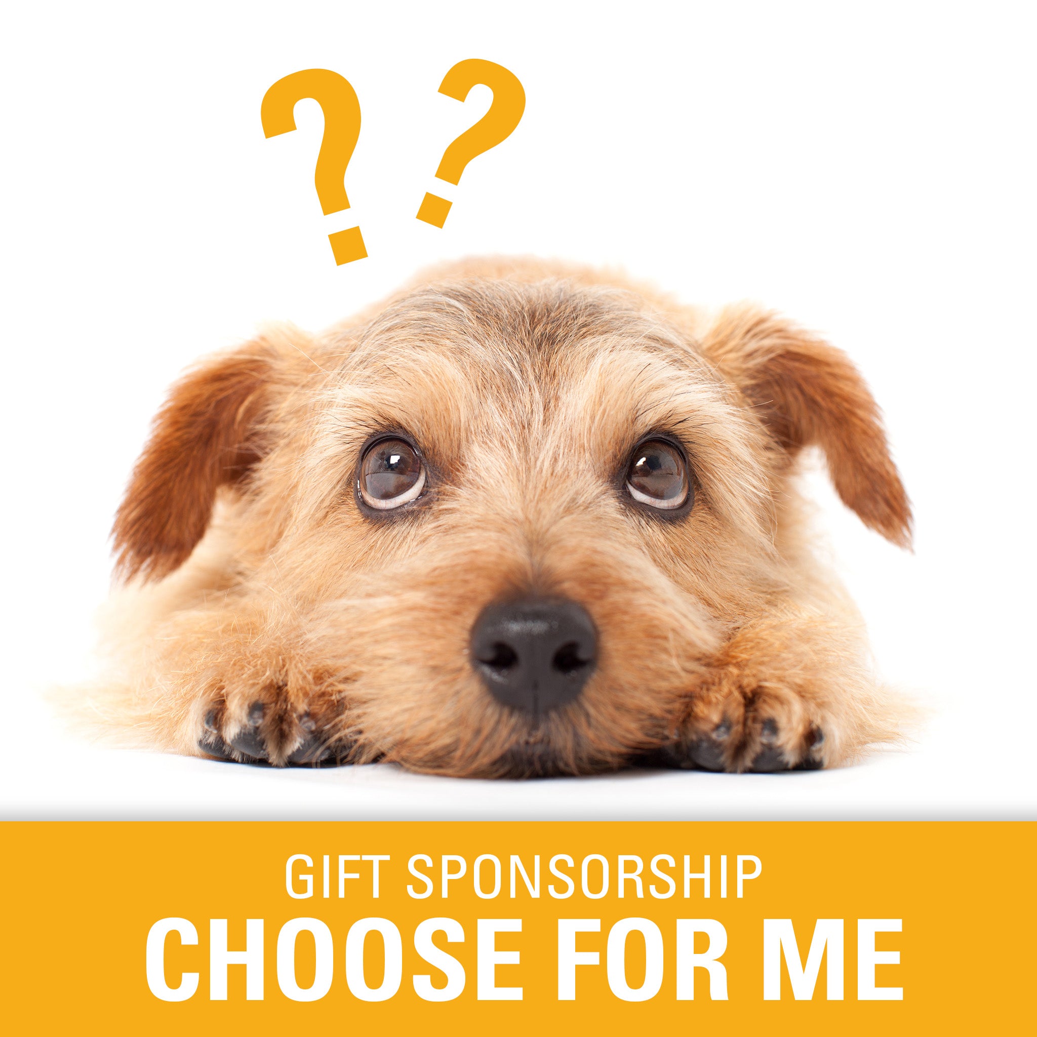 Dogs Trust Give My Dog Up For Adoption Near Me Puppies In Adoption