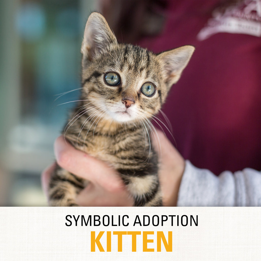 Symbolic Adoption: Kitten